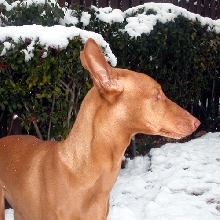 Snow Pharaoh