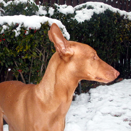 Snow Pharaoh