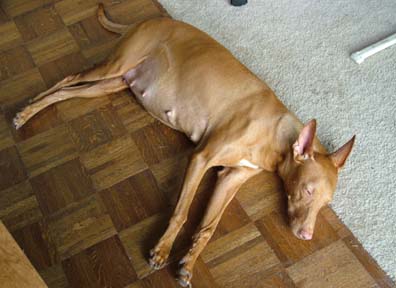 Pregnant Icey