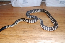 Young Female Western Blackhead