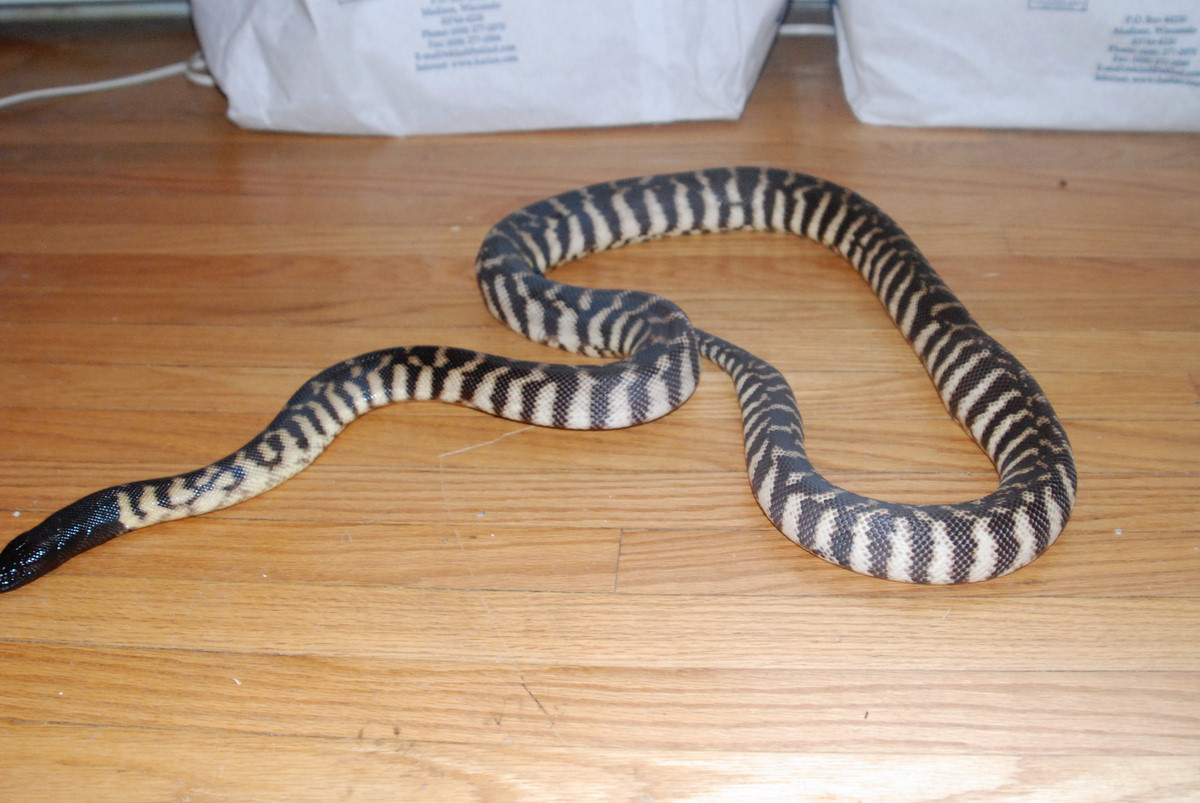 Young Female Western Blackhead