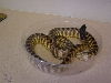 Young Black-headed python
