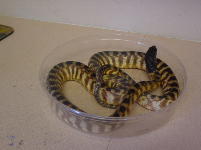 Young Black-headed python
