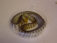 Woma