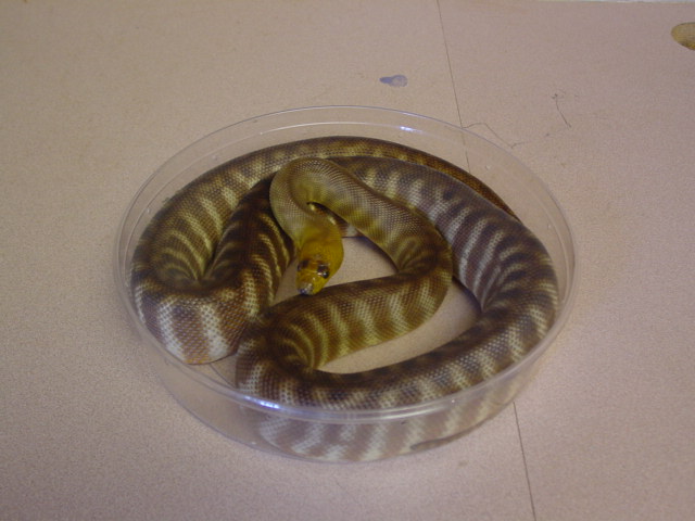 Woma