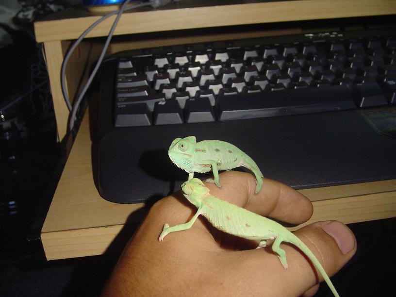 few weeks old