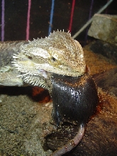 adult mouse