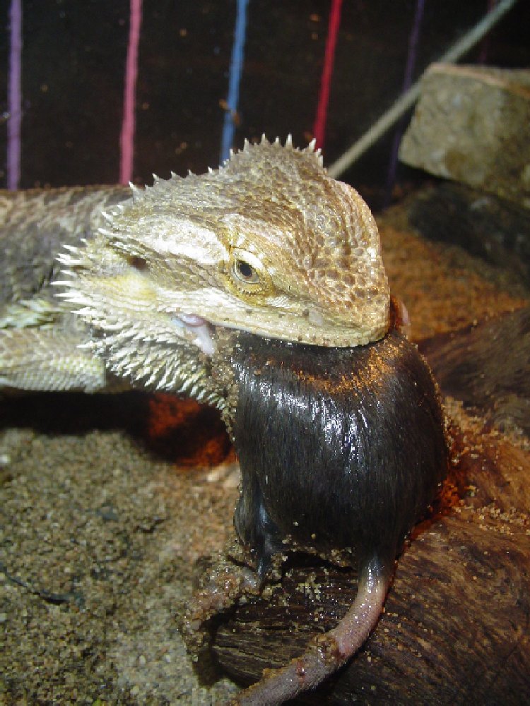 adult mouse