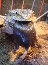 same mouse