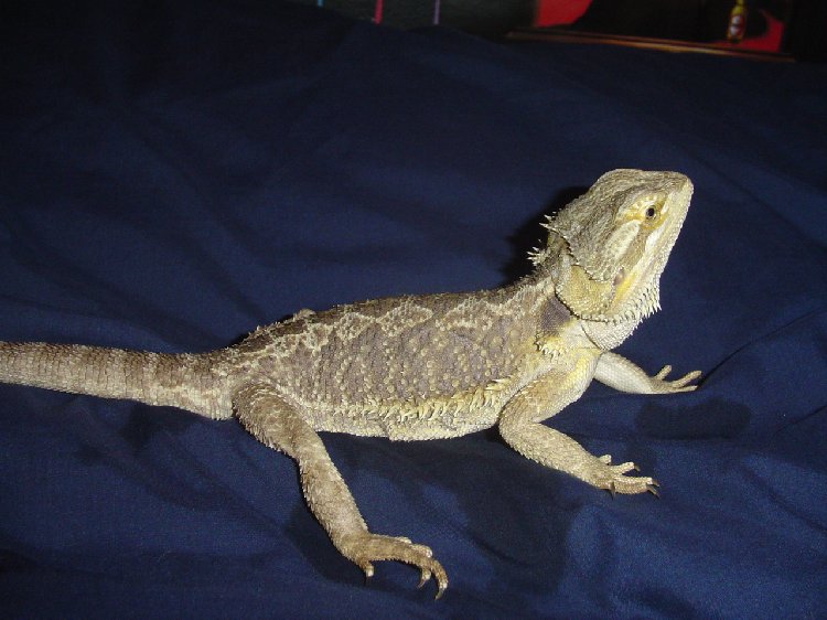 spike