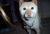 Secret Shiba: Waiting in anticipation