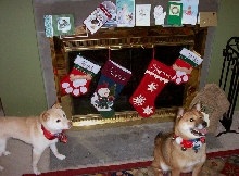 More CHristmas with the doggies