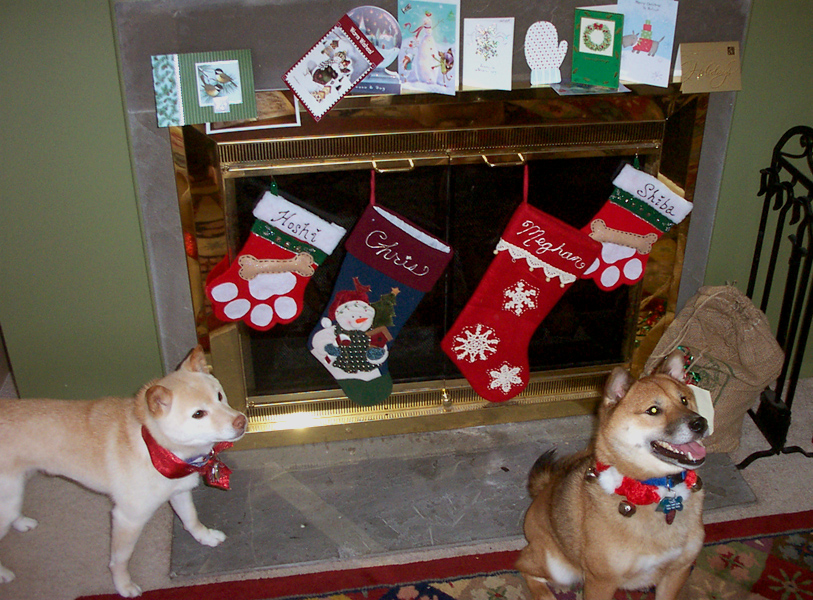 More CHristmas with the doggies