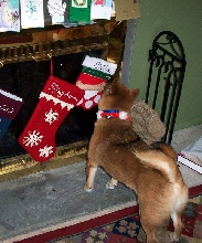 Hoshi, that's not your stocking!