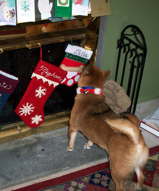 Hoshi, that's not your stocking!