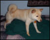 Shiba1