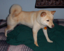 Shiba1