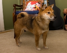 Hoshi Coat