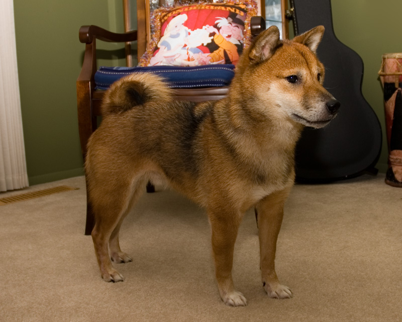 Hoshi Coat