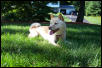 Shiba in the Yard