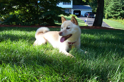 Shiba in the Yard