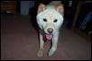 Shiba Smile