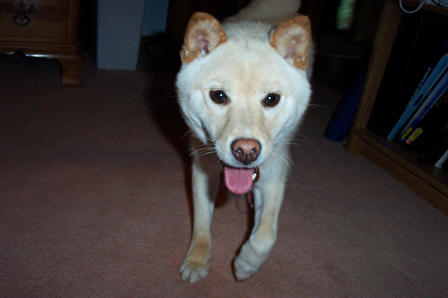 Shiba Smile