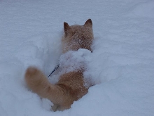 Shiba Buried