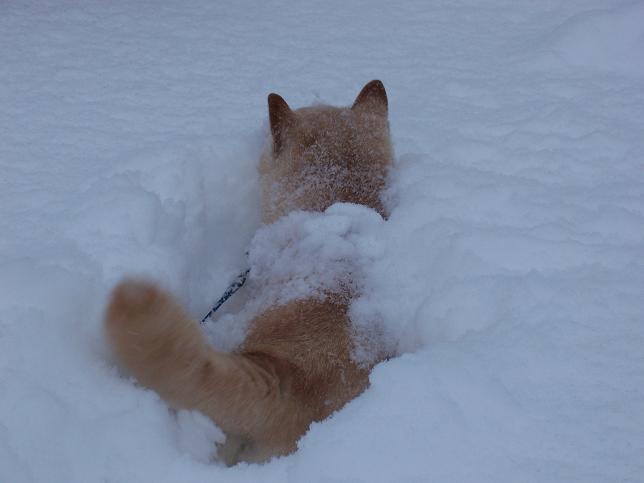 Shiba Buried