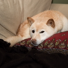 Shiba