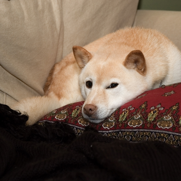 Shiba