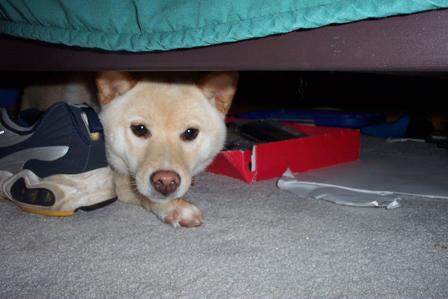 Foxhole