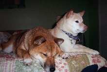 SnuggleBuds
