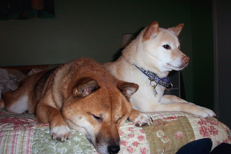 SnuggleBuds