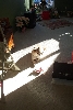 Shiba soaking the sun