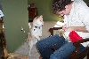 Is that for SHiba?