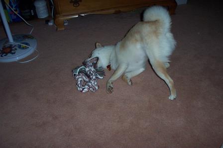 YogaShiba