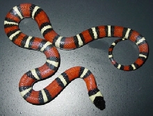 Mystery Milksnake