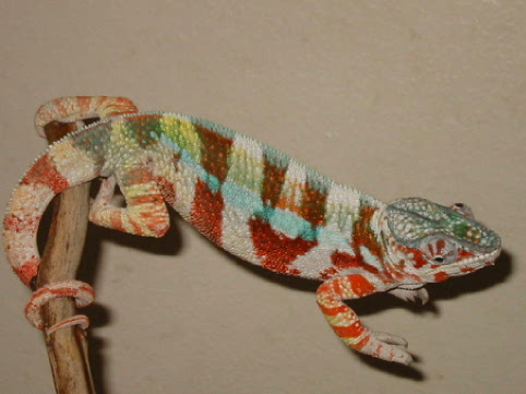 AMBANJA PANTHER