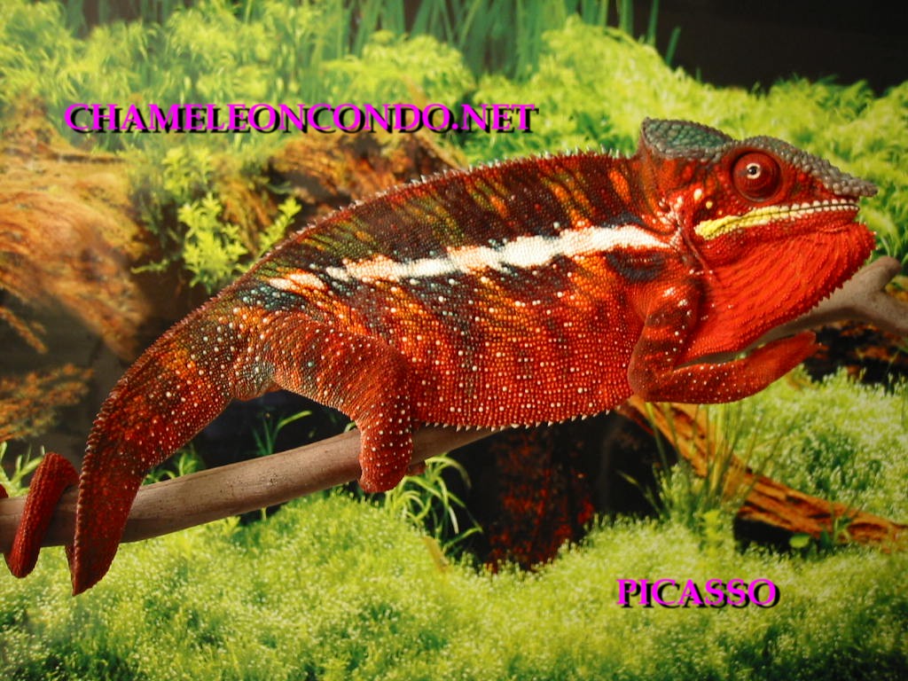 CHAMELEONCONDO.NET PICASSO