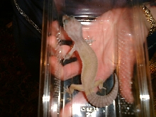 what kind of morth is this ?