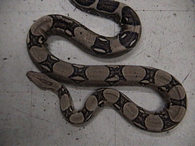 Anery Female