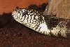 headshot goini
