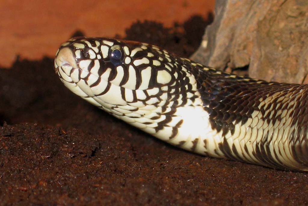 headshot goini