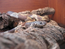 goini king