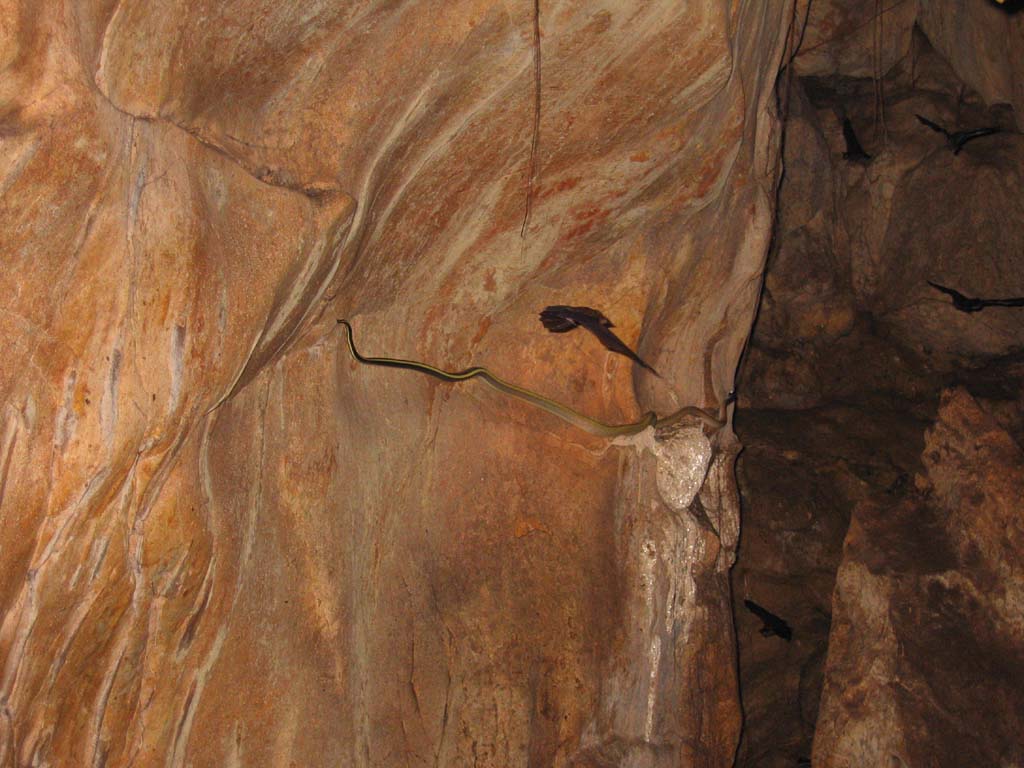 Cave racer (Elaphe taeniura ridleyi)live at Taman Negara N.P. Malaysia