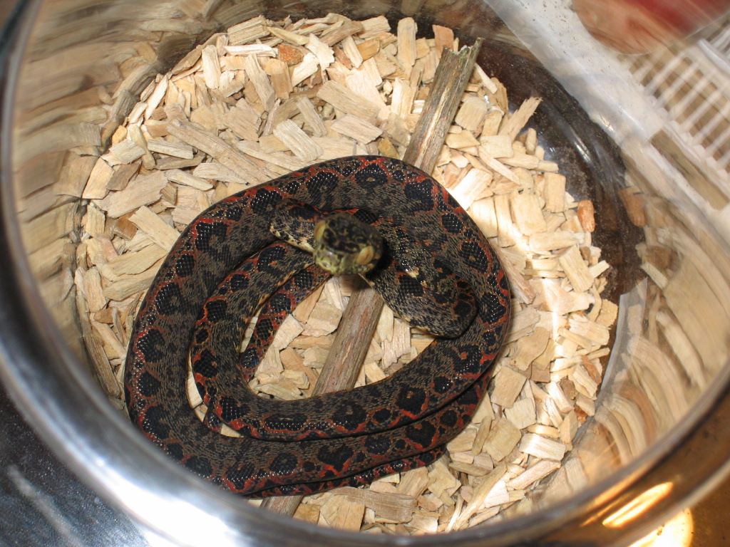 hortulanus