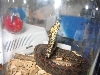 hortulanus