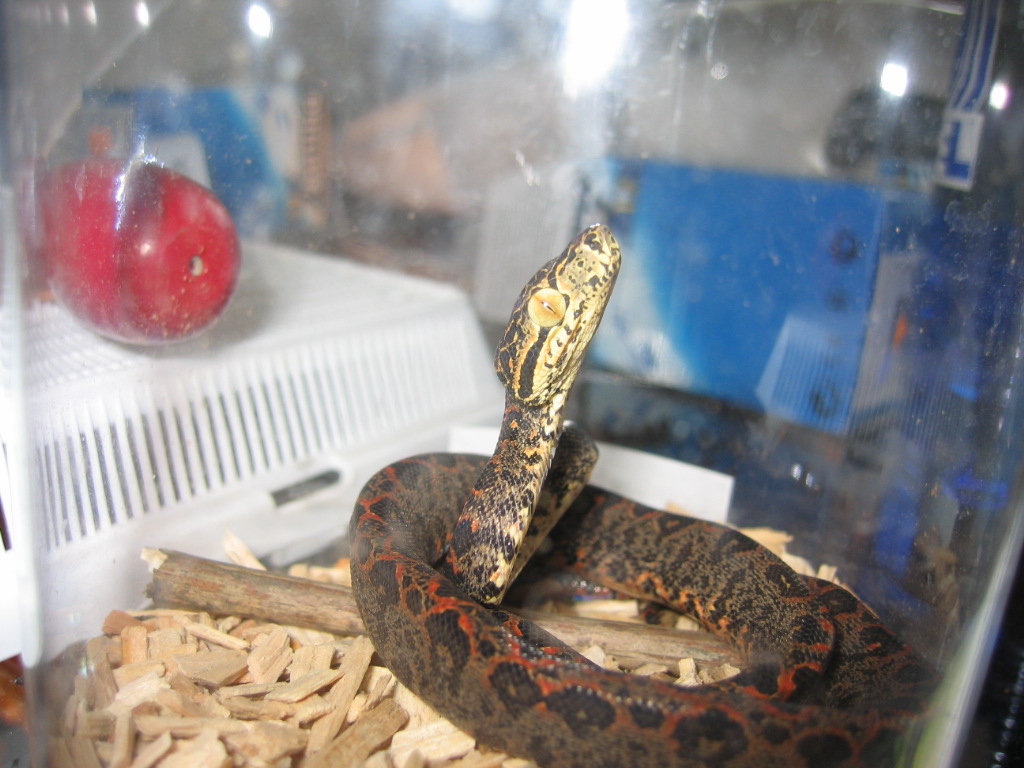 hortulanus
