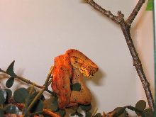amazon tree boa